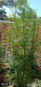 Mantap, Budidaya Ganja di Wilayah Tasikmalaya Berhasil Diungkap