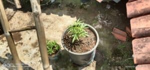 BNN Kota Tasikmalaya Gagalkan Olahan Pohon Ganja