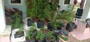 BNN Kota Tasikmalaya Gagalkan Olahan Pohon Ganja